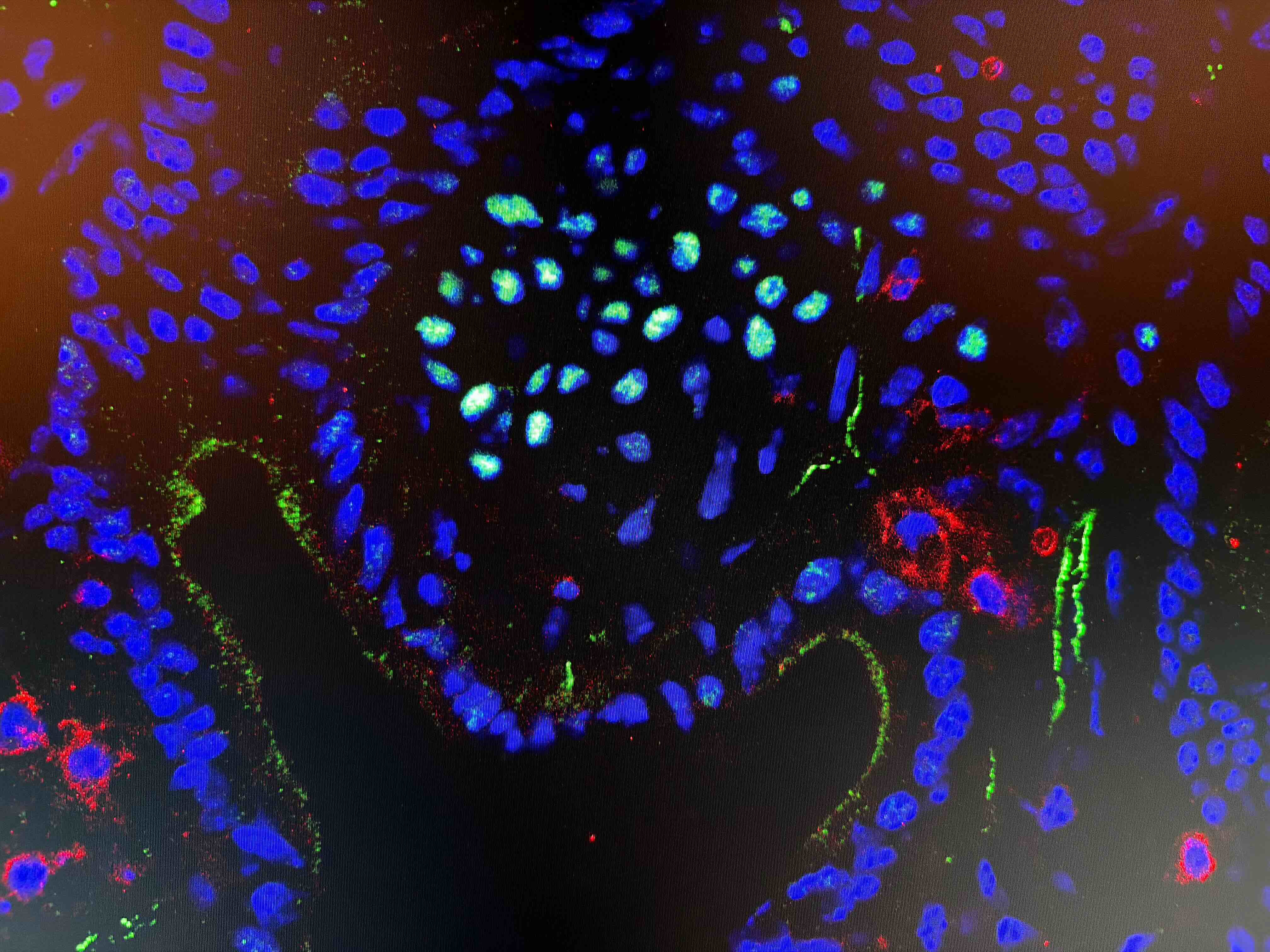 Intestinal crypt microenvironment